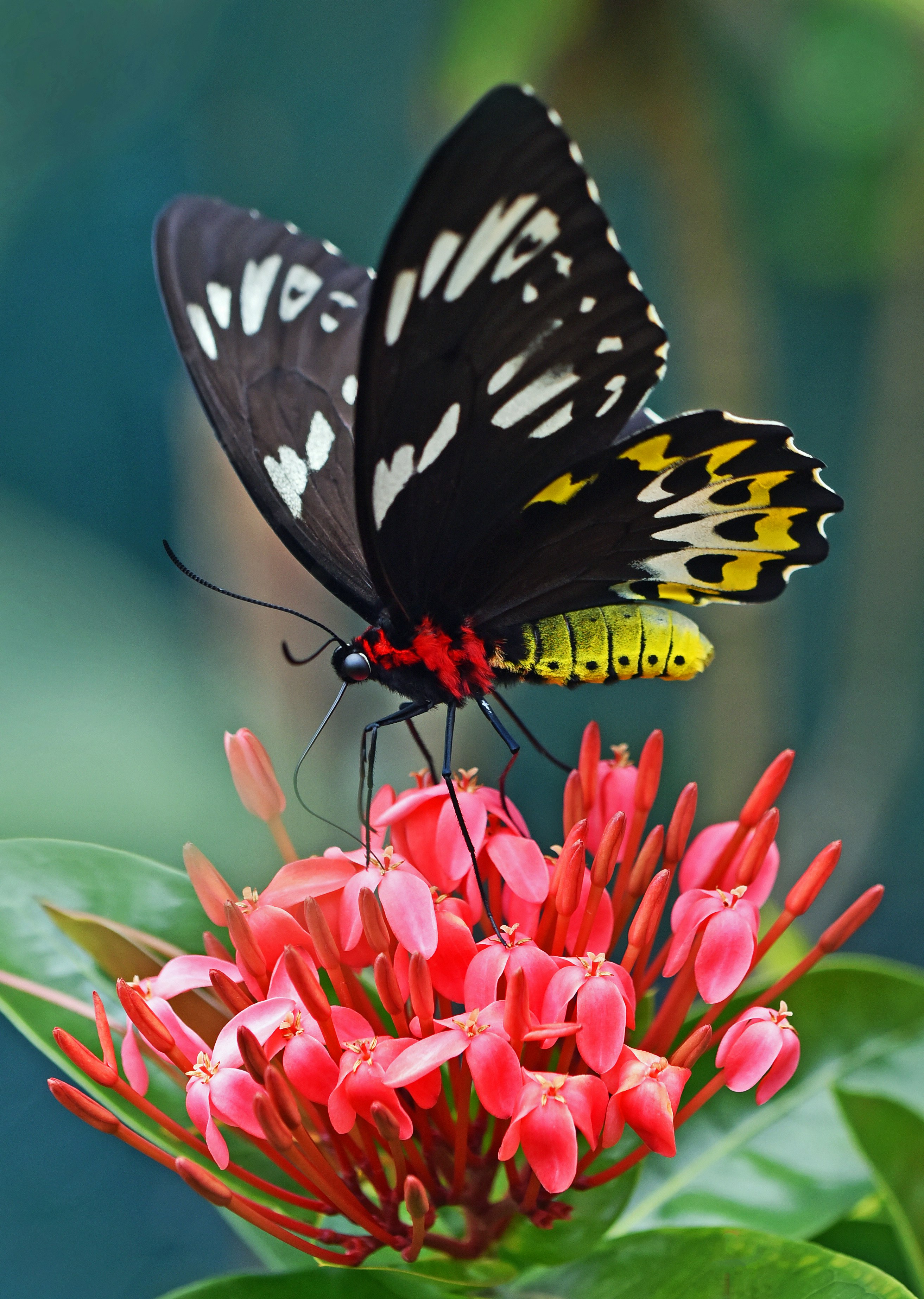 selective focus photography of black and yellow swallowtail butterfly on ixora during daytime